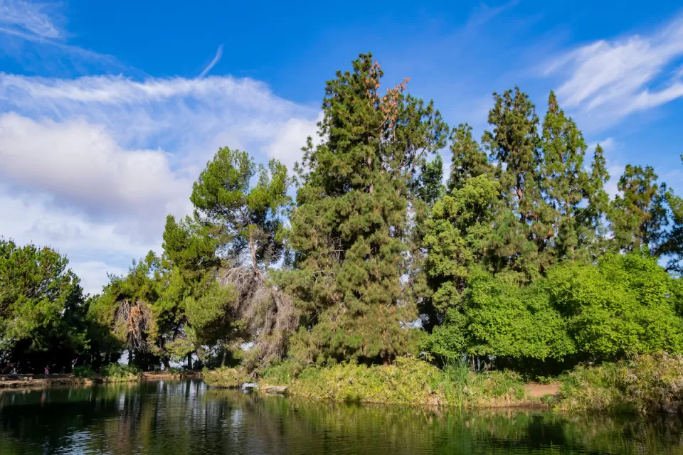View of trees and pond at Ernest E. Debs Regional Park in Los Angeles, California.
